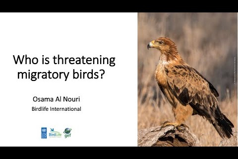 Perils to Migratory Birds on the Rift Valley Flyway (October 21, 2020)